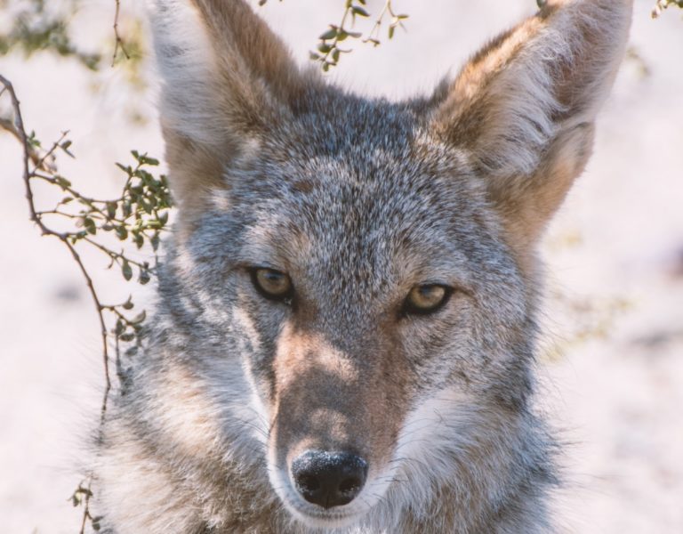 rabid coyote sounds