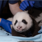 Cuteness Overload: National Zoo's Panda Cub Undergoes Second Vet Exam
