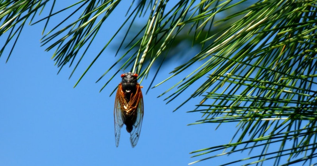 Interactive Cicada Mapping App Now Available for Download | Montgomery Community Media - Vimarsana News