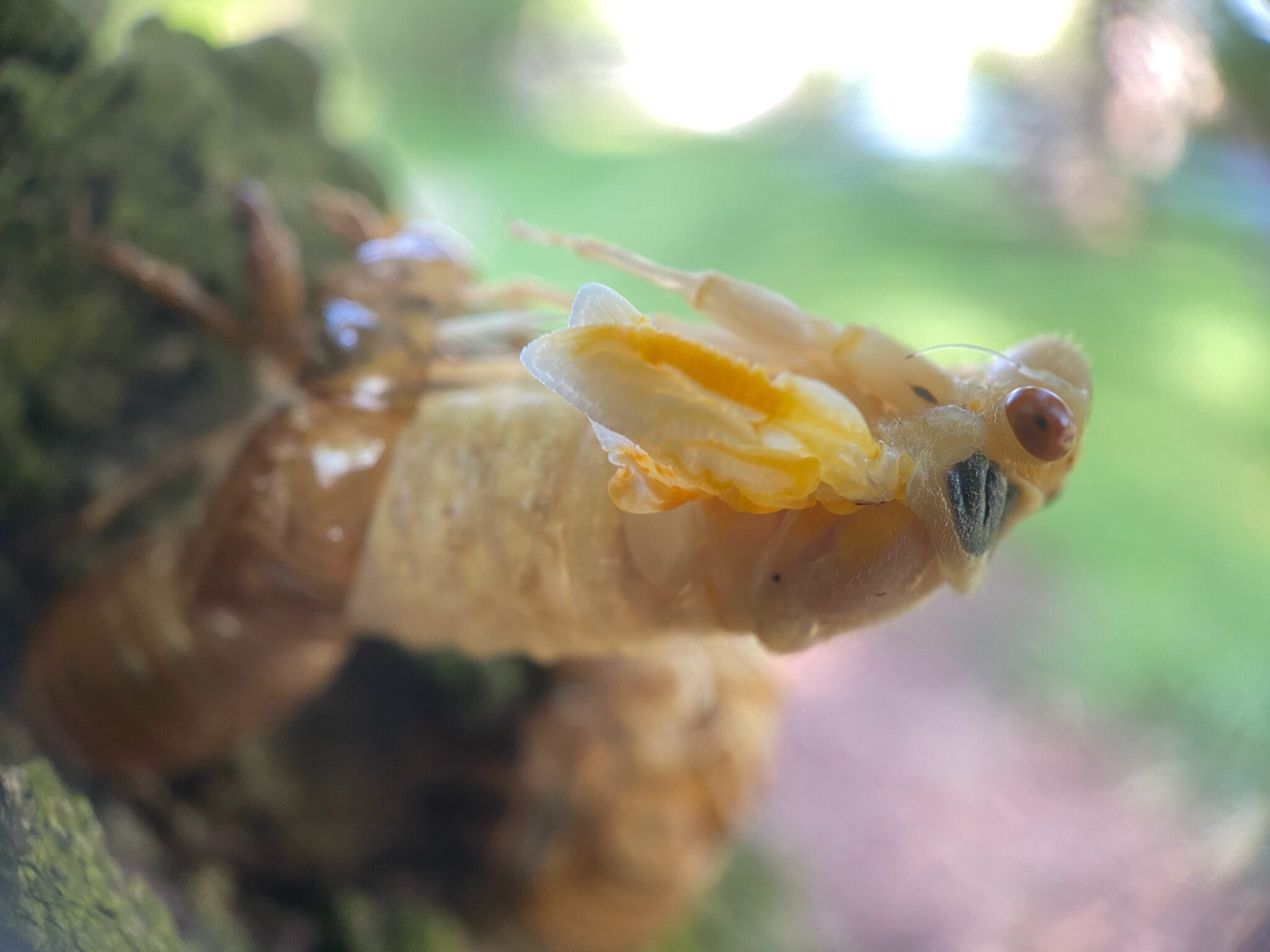 cicada shells