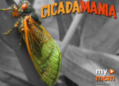 Feature Cicadia Mania 2021-05-21_CicadaMania_Featured_Image
