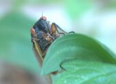 cicada featured