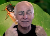 featured - Dr. Michael J. Raupp cicada guy