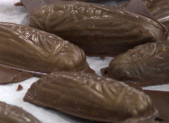 featured - chocolate covered cicadas