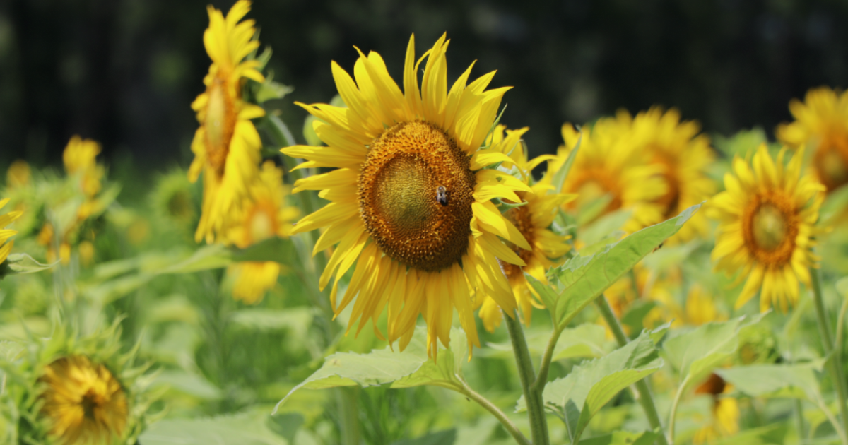 Photos: Sunflower Fields Start Blooming in Poolesville | Montgomery Community Media - Vimarsana News