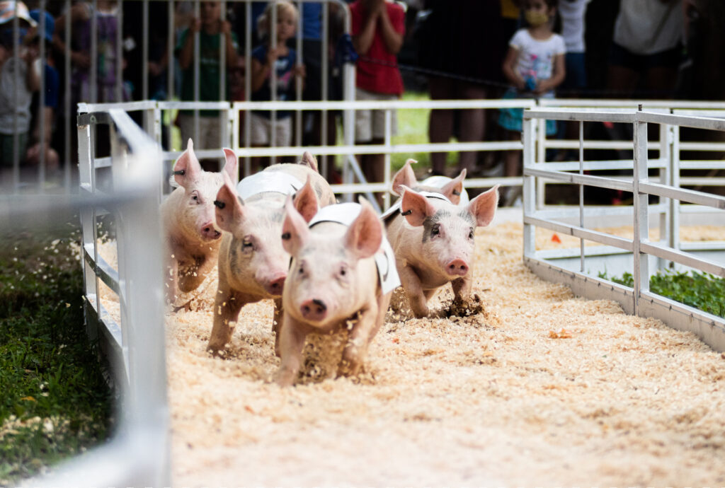 Scenes From the Montgomery County Fair, One of MoCo's Great Traditions