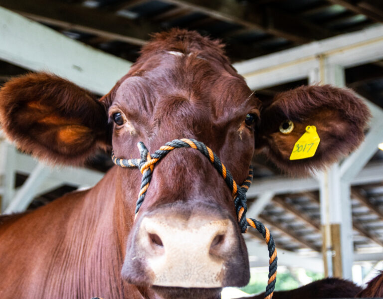Scenes From the Montgomery County Fair, One of MoCo's Great Traditions