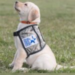 Warrior Canine Connection Spreads Awareness During National Service Dog Month