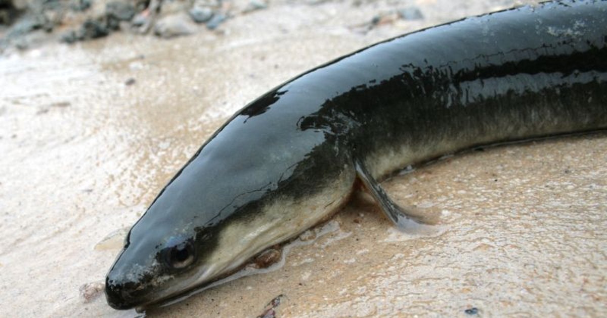 County Releases List of 'Critters in Crisis' | Montgomery Community Media - Vimarsana News
